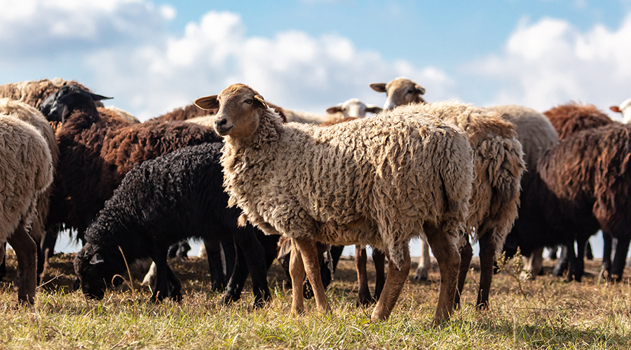 多種多羊 | クリエイターズコラム - 株式会社ヘルメス
